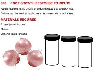 010 ROOT GROWTH RESPONSE TO INPUTS 
Roots respond to the quality of organic inputs that are provided. 
Onions can be used to study these responses with much ease. 
MATERIALS REQUIRED 
Plastic jars or bottles 
Onions 
Organic liquid fertlisers 
 