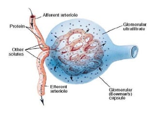 Urogenitalni sistem kicmenjaka