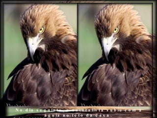 No dia seguinte, o naturalista subiu com a águia no teto da casa.  