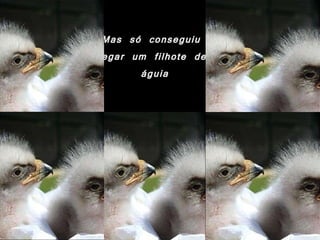 Mas só conseguiu  pegar um filhote de  águia 