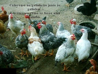 Colocou-o no galinheiro junto às galinhas.  E lá cresceu como se fosse uma galinha.  