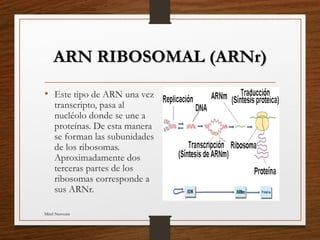 011.eq5.acidos nucleicos | PPT