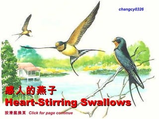 感人的燕子 Heart-Stirring Swallows   Please leave  Show intact changcy0326 按滑鼠換頁  Click for page continue 