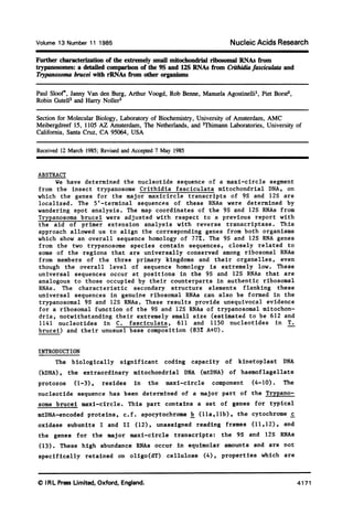 Volume 13 Number 11 1985 Nucleic Acids Research
Further characterization of the extremely small mitochondrial ribosomal RNAs from
trypanosomes: a detailed comparison of the 9S and 12S RNAs from Crithidia fasciculata and
Trypanosoma brucei with rRNAs from other organisms
Paul Sloof, Janny Van den Burg, Arthur Voogd, Rob Benne, Manuela Agostinelli', Piet Borst2,
Robin Gutell3 and Harry Noller3
Section for Molecular Biology, Laboratory of Biochemistry, University of Amsterdam, AMC
Meibergdreef 15, 1105 AZ Amsterdam, The Netherlands, and 3Thimann Laboratories, University of
California, Santa Cruz, CA 95064, USA
Received 12 March 1985; Revised and Accepted 7 May 1985
ABSTRACT
We have determined the nucleotide sequence of a maxi-circle segment
from the insect trypanosome Crithidia fasciculata mitochondrial DNA, on
which the genes for the major maxicircle transcripts of 9S and 12S are
localized. The 5'-terminal sequences of these RNAs were determined by
wandering spot analysis. The map coordinates of the 9S and 12S RNAs from
Trypanosoma brucei were adjusted with respect to a previous report with
the aid of primer extension analysis with reverse transcriptase. This
approach allowed us to align the corresponding genes from both organisms
which show an overall sequence homology of 77%. The 9S and 12S RNA genes
from the two trypanosome species contain sequences, closely related to
some of the regions that are universally conserved among ribosomal RNAs
from members of the three primary kingdoms and their organelles, even
though the overall level of sequence homology is extremely low. These
universal sequences occur at positions in the 9S and 12S RNAs that are
analogous to those occupied by their counterparts in authentic ribosomal
RNAs. The characteristic secondary structure elements flanking these
universal sequences in genuine ribosomal RNAs can also be formed in the
trypanosomal 9S and 12S RNAs. These results provide unequivocal evidence
for a ribosomal function of the 9S and 12S RNAs of trypanosomal mitochon-
dria, notwithstanding their extremely small size (estimated to be 612 and
1141 nucleotides in C. fasciculata, 611 and 1150 nucleotides in T.
brucei) and their unusual base composition (83% A+U).
INTRODUCTION
The biologically significant coding capacity of kinetoplast DNA
(kDNA), the extraordinary mitochondrial DNA (mtDNA) of haemoflagellate
protozoa (1-3), resides in the maxi-circle component (4-10). The
nucleotide sequence has been determined of a major part of the Trypano-
soma brucel maxi-circle. This part contains a set of genes for typical
mtDNA-encoded proteins, c.f. apocytochrome b (lla,llb), the cytochrome c
oxidase subunits I and II (12), unassigned reading frames (11,12), and
the genes for the major maxi-circle transcripts: the 9S and 12S RNAs
(13). These high abundance RNAs occur in equimolar amounts and are not
specifically retained on oligo(dT) cellulose (4), properties which are
©) I RL Press Limited, Oxford, England. 4171
 