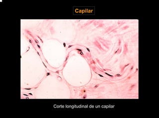 HISTOLOGIA sistema vascular | PDF