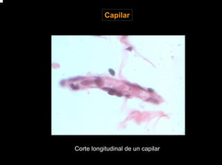 HISTOLOGIA sistema vascular | PDF