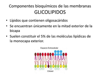 Componentes bioquímicos de las membranas
GLICOLIPIDOS
• Lípidos que contienen oligosacáridos
• Se encuentran únicamente en la mitad exterior de la
bicapa
• Suelen constituir el 5% de las moléculas lipídicas de
la monocapa exterior.
Espacio Extracelular
Citosol
 