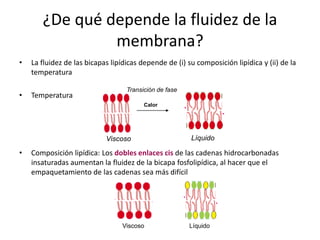 ¿De qué depende la fluidez de la
membrana?
• La fluidez de las bicapas lipídicas depende de (i) su composición lipídica y (ii) de la
temperatura
• Temperatura
• Composición lipídica: Los dobles enlaces cis de las cadenas hidrocarbonadas
insaturadas aumentan la fluidez de la bicapa fosfolipídica, al hacer que el
empaquetamiento de las cadenas sea más difícil
LíquidoViscoso
Calor
Transición de fase
Viscoso Líquido
 