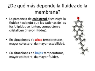 ¿De qué más depende la fluidez de la
membrana?
• La presencia de colesterol disminuye la
fluidez haciendo que las cadenas de los
fosfolípidos se junten, compacten y
cristalicen (mayor rigidez).
• En situaciones de altas temperaturas,
mayor colesterol da mayor estabilidad.
• En situaciones de bajas temperaturas,
mayor colesterol da mayor fluidez.
 