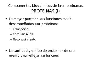 Componentes bioquímicos de las membranas
PROTEINAS (I)
• La mayor parte de sus funciones están
desempeñadas por proteínas:
– Transporte
– Comunicación
– Reconocimiento
• La cantidad y el tipo de proteínas de una
membrana reflejan su función.
 