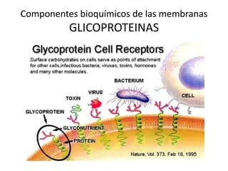 Componentes bioquímicos de las membranas
GLICOPROTEINAS
 