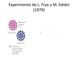 Experimento de L. Frye y M. Edidin
(1979)
 
