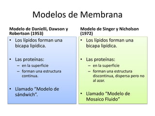 Modelos de Membrana
Modelo de Danielli, Dawson y
Robertson (1953)
• Los lípidos forman una
bicapa lipídica.
• Las proteínas:
– en la superficie
– forman una estructura
continua.
• Llamado “Modelo de
sándwich”.
Modelo de Singer y Nicholson
(1972)
• Los lípidos forman una
bicapa lipídica.
• Las proteínas:
– en la superficie
– forman una estructura
discontinua, dispersa pero no
al azar.
• Llamado “Modelo de
Mosaico Fluido”
 