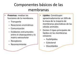 Componentes básicos de las
membranas
• Proteínas: median las
funciones de la membrana.
– Transporte
– Reacciones enzimáticas
– Comunicación
– Eslabones estructurales
entre el citoesqueleto y la
matriz extracelular
– Receptores
– Reconocimiento
• Lípidos: Constituyen
aproximadamente un 50% de
la masa de la mayoría de
membranas plasmáticas de las
células animales
• Existen 3 tipos principales de
lípidos en las membranas
celulares
– Fosfolípidos
– Colesterol
– Glucolípidos
 