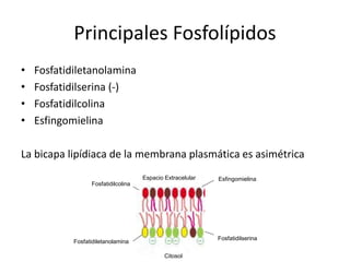 Principales Fosfolípidos
• Fosfatidiletanolamina
• Fosfatidilserina (-)
• Fosfatidilcolina
• Esfingomielina
La bicapa lipídiaca de la membrana plasmática es asimétrica
Fosfatidiletanolamina
Fosfatidilserina
Fosfatidilcolina
EsfingomielinaEspacio Extracelular
Citosol
 