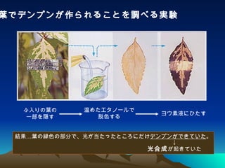 リバネス伝説のプレゼン リバネス伝説のプレゼン