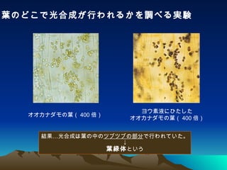 リバネス伝説のプレゼン