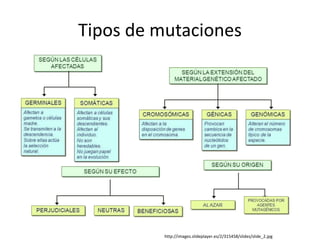 Tipos de mutaciones
http://images.slideplayer.es/2/315458/slides/slide_2.jpg
 
