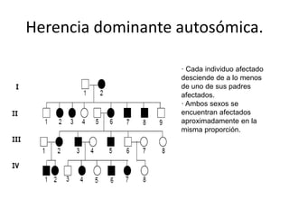 Herencia dominante autosómica.
· Cada individuo afectado
desciende de a lo menos
de uno de sus padres
afectados.
· Ambos sexos se
encuentran afectados
aproximadamente en la
misma proporción.
 