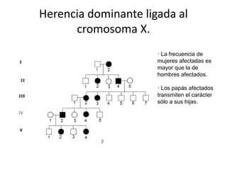 Herencia dominante ligada al
cromosoma X.
· La frecuencia de
mujeres afectadas es
mayor que la de
hombres afectados.
· Los papás afectados
transmiten el carácter
sólo a sus hijas.
 