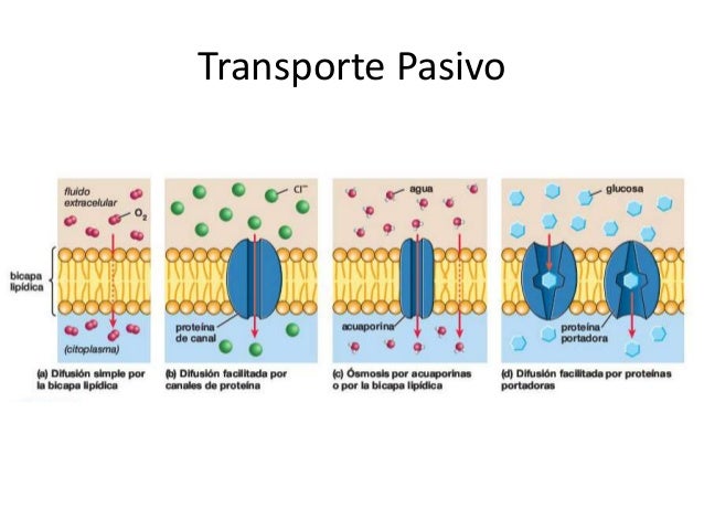 Procesos de Transporte en la Membrana