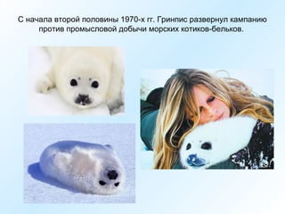 С начала второй половины 1970-х гг. Гринпис развернул кампанию
против промысловой добычи морских котиков-бельков.

 