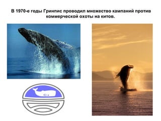 В 1970-е годы Гринпис проводил множество кампаний против
коммерческой охоты на китов.

 