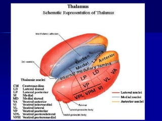 Motorne uloge talamusa
 Talamus ima dvosmerene veze sa motornom
korom velikog mozga od koje polaze komande
za mišićnu akt...