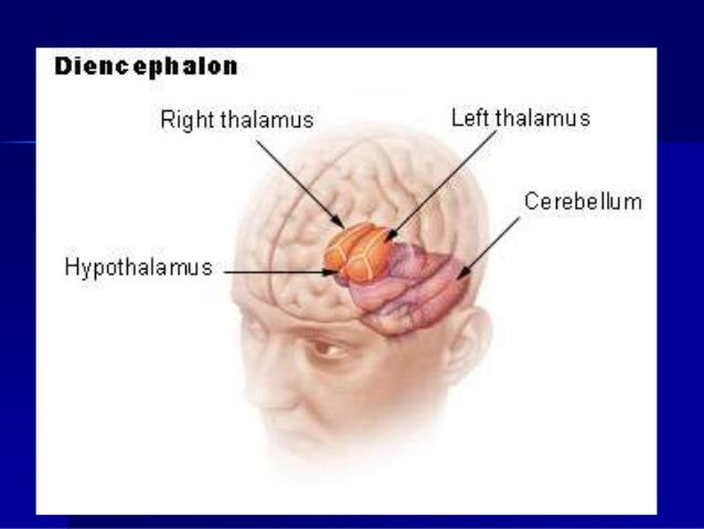 Image result for medjumozak