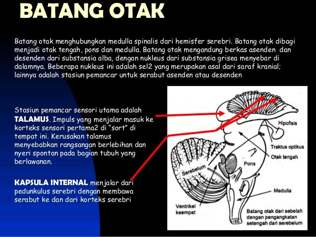Neurology Sistem in Anatomy/ Sistem Saraf di Anatomi