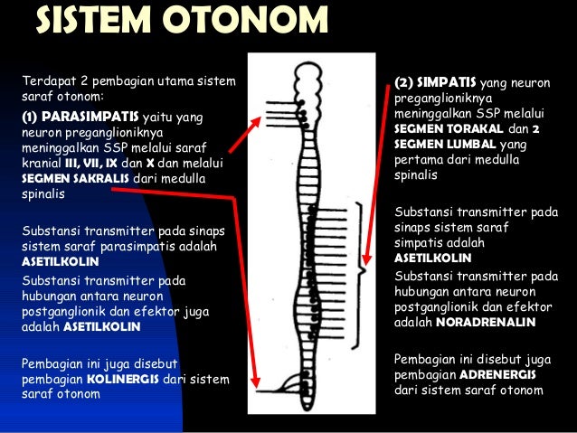 Neurology Sistem in Anatomy/ Sistem Saraf di Anatomi
