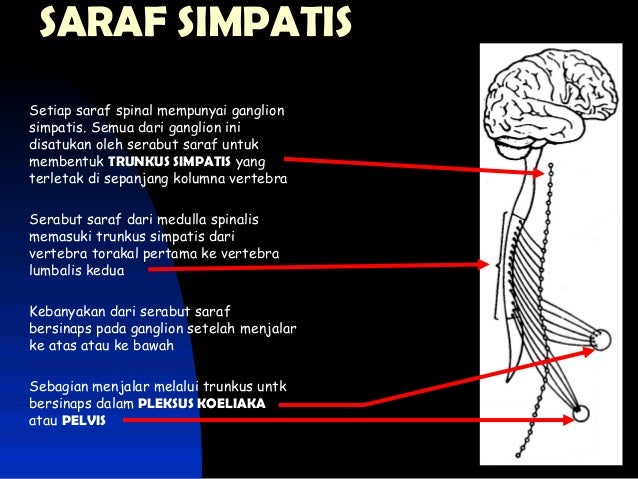 Neurology Sistem In Anatomy Sistem Saraf Di Anatomi