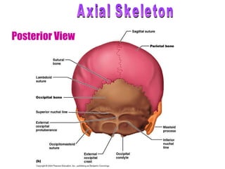 Posterior View Axial Skeleton 