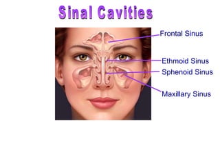 Sinal Cavities Warm and moisten air Lighten the skull Enhance voice resonance  Frontal Sinus Ethmoid Sinus Sphenoid Sinus Maxillary Sinus 