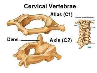 Cervical Vertebrae 