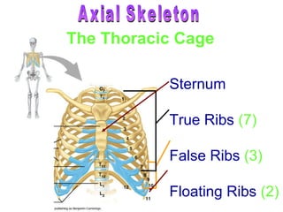 Sternum True Ribs   (7) False Ribs   (3) Floating Ribs   (2) The Thoracic Cage Axial Skeleton 