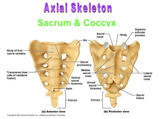 Sacrum & Coccyx Axial Skeleton 