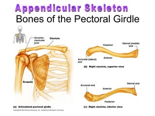 Bones of the Pectoral Girdle Appendicular Skeleton 