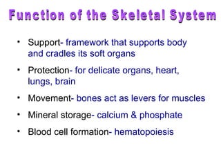 Function of the Skeletal System Support - framework that supports body  and cradles its soft organs Protection - for delicate organs, heart, lungs, brain Movement - bones act as levers for muscles   Mineral storage - calcium & phosphate Blood cell formation - hematopoiesis 
