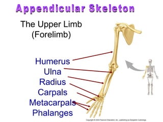 Humerus Ulna Radius Carpals Metacarpals Phalanges The Upper Limb (Forelimb) Appendicular Skeleton 