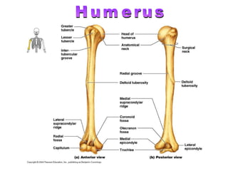Humerus 