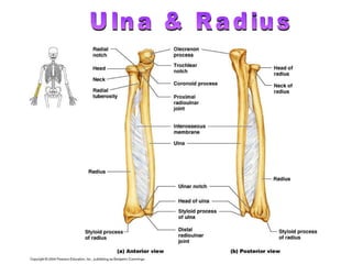 Ulna & Radius 