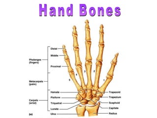 Hand Bones 