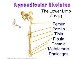 Femur Patella Tibia Fibula Tarsals Metatarsals Phalanges The Lower Limb (Legs) Appendicular Skeleton 
