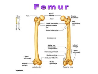 Femur 