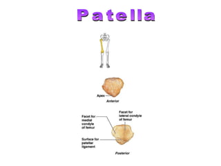 Patella 