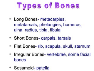 Long Bones - metacarples, metatarsals, phelangies, humerus, ulna, radius, tibia, fibula Short Bones - carpals, tarsals Flat Bones - rib, scapula, skull, sternum Irregular Bones - vertebrae, some facial bones Sesamoid - patella Types of Bones 