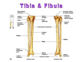 Tibia & Fibula 