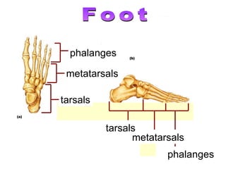 metatarsals phalanges tarsals metatarsals phalanges tarsals Foot 