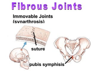 Immovable Joints (synarthrosis) Fibrous Joints suture pubis symphisis 